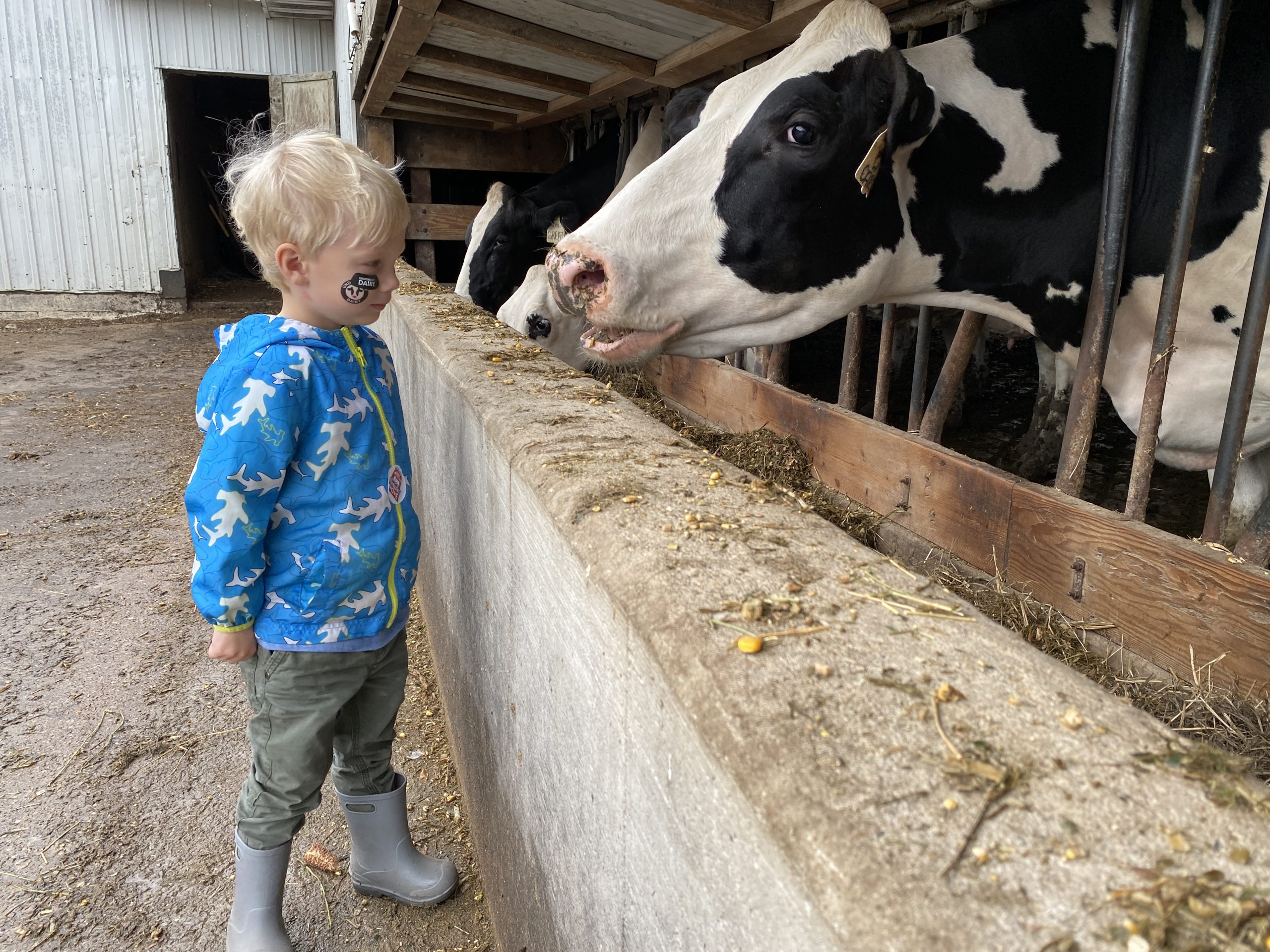 Young boy at the dry cow pen