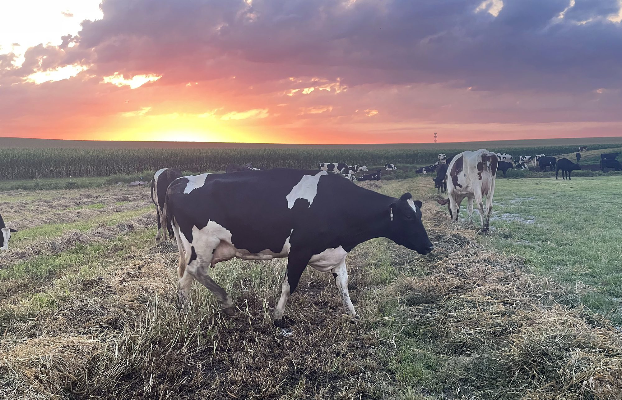 Cows loose at the farm