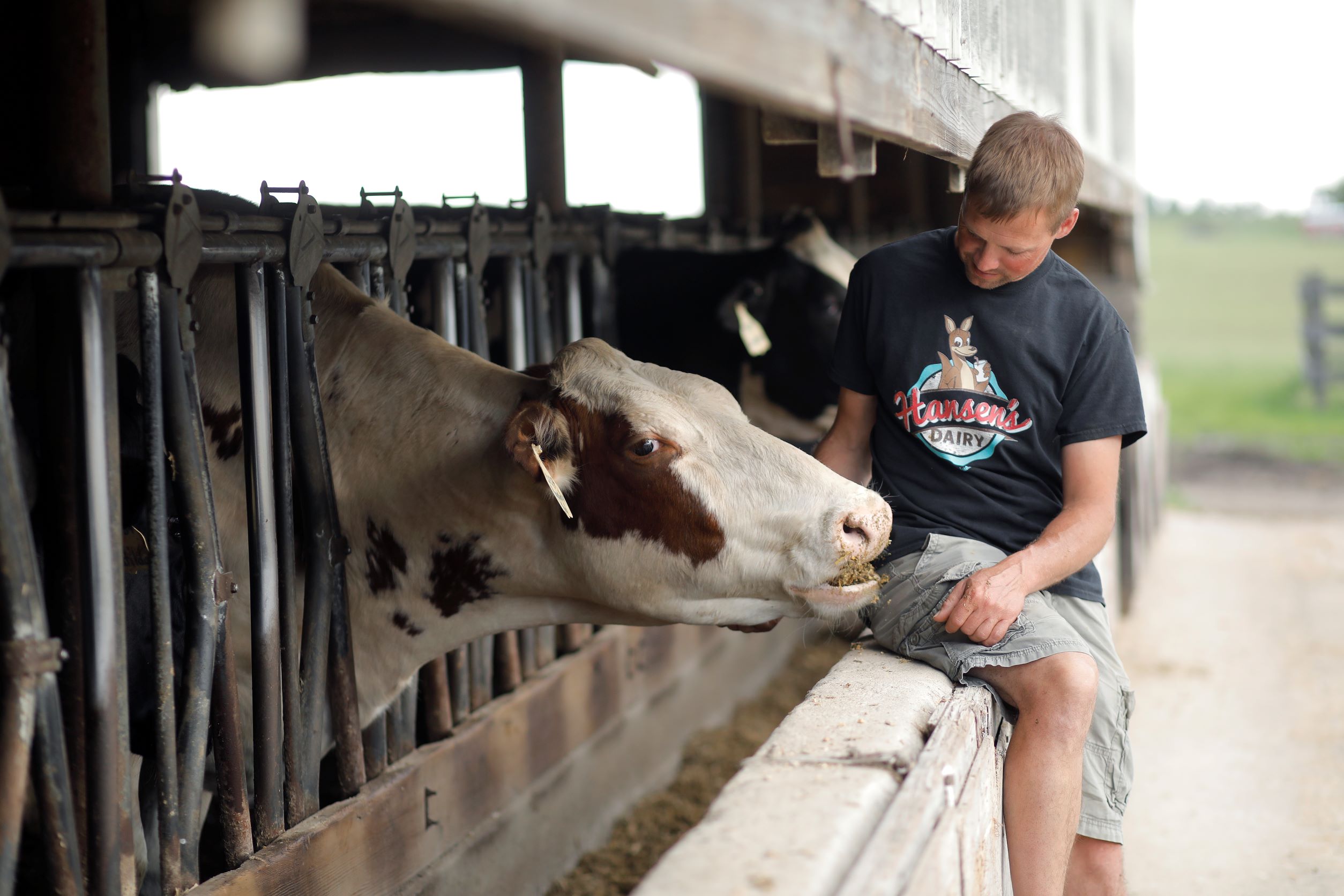 man feeding cow Hansen's Dairy