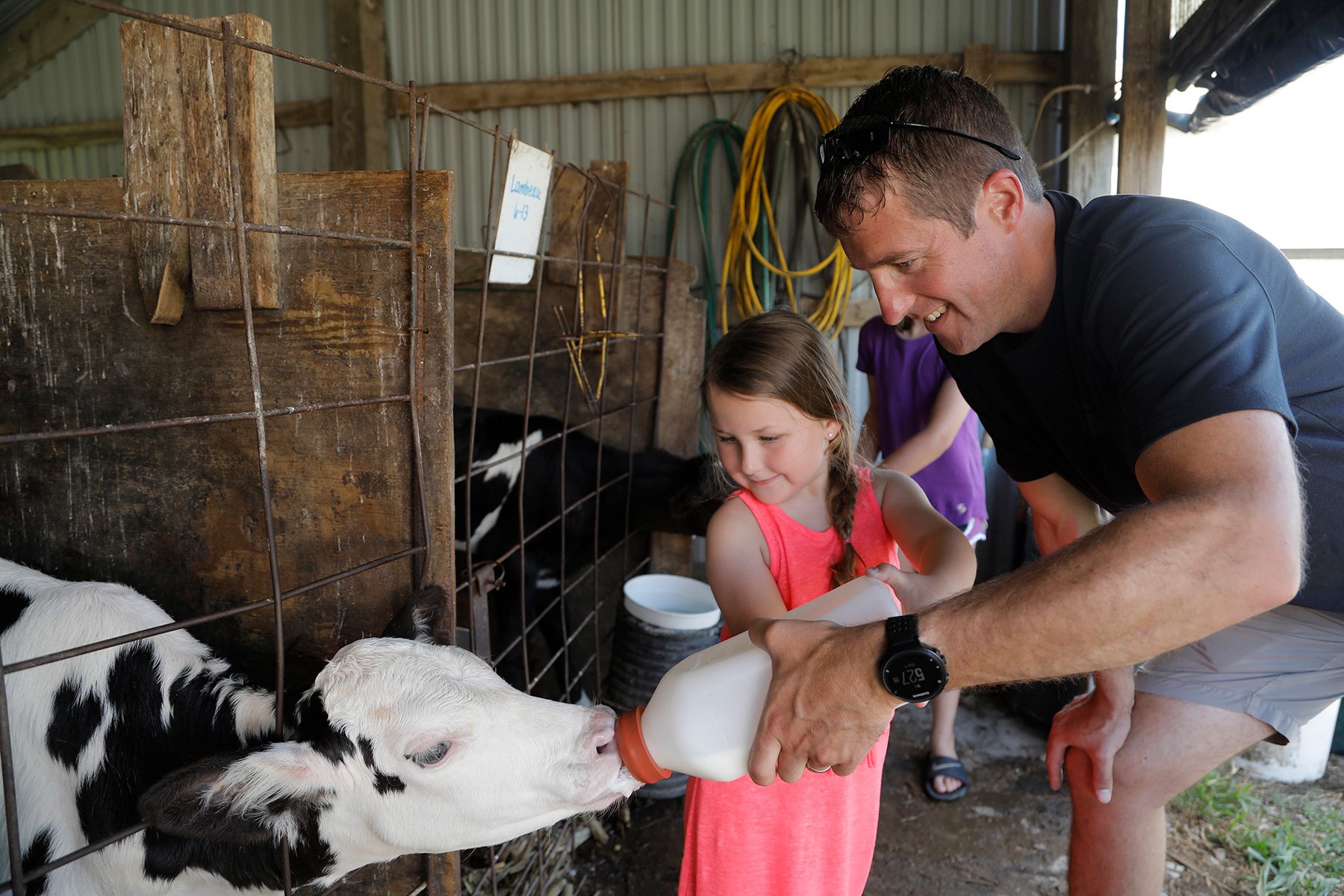 child and father feeding dairy calf