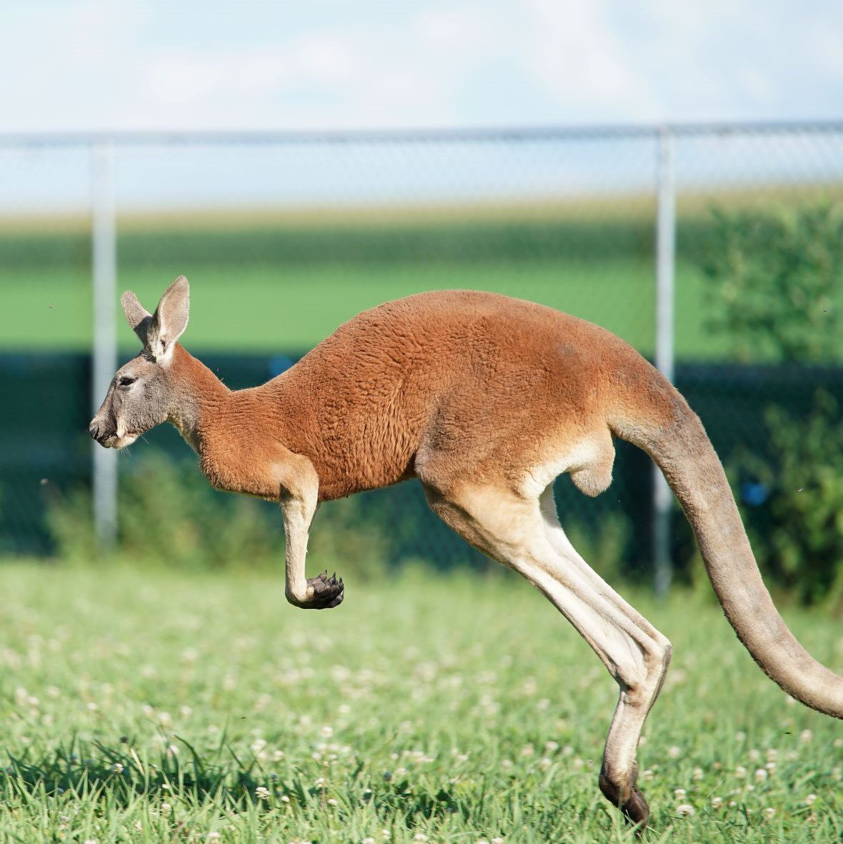 Kangaroo hopping