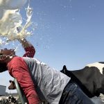 Blake Hansen gets doused with milk in the cow yard