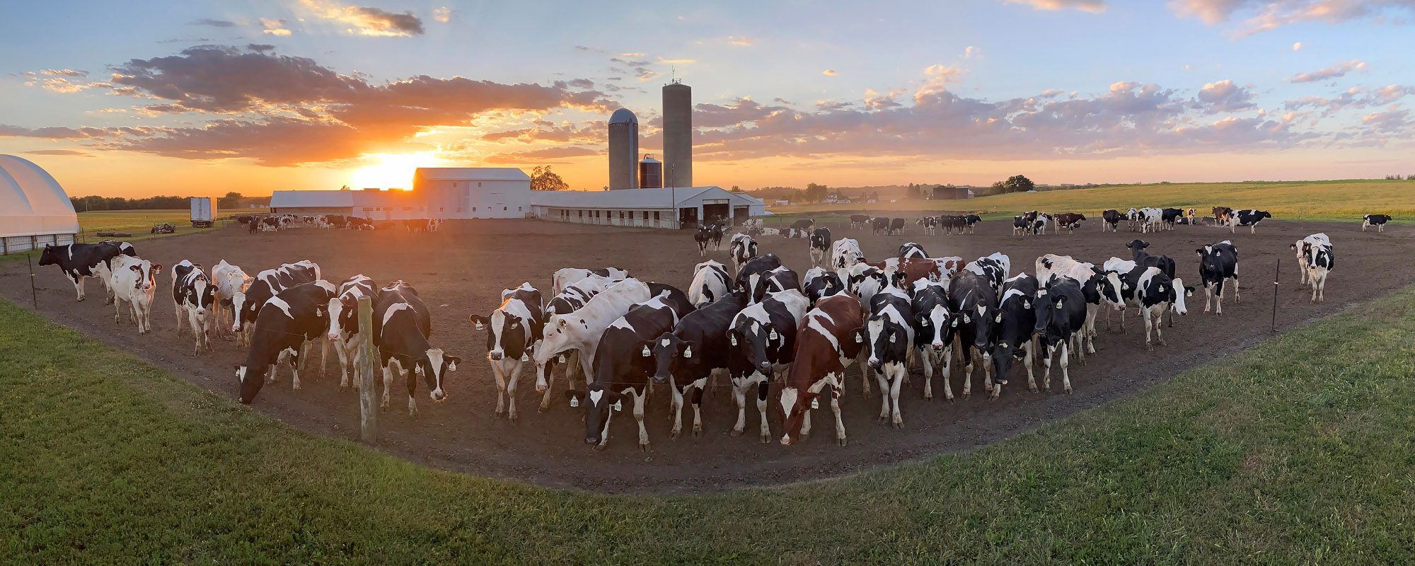 Hansens sunset cowyard